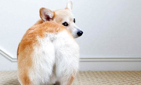 威爾斯柯基犬的壽命一般是多久