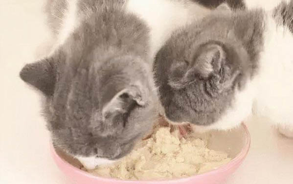貓咪喜歡吃甜食嗎？