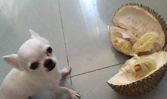 狗狗能吃醋嗎