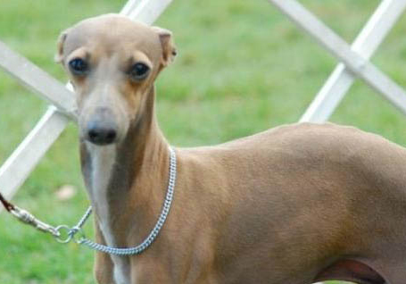 幼年靈緹犬多少錢一只