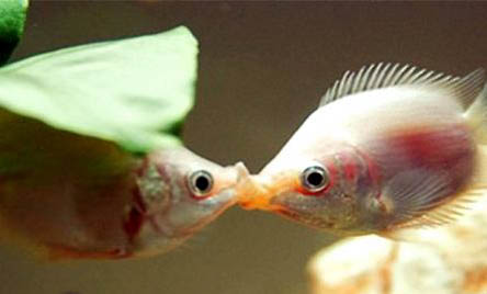 飼養接吻魚需要注意什么