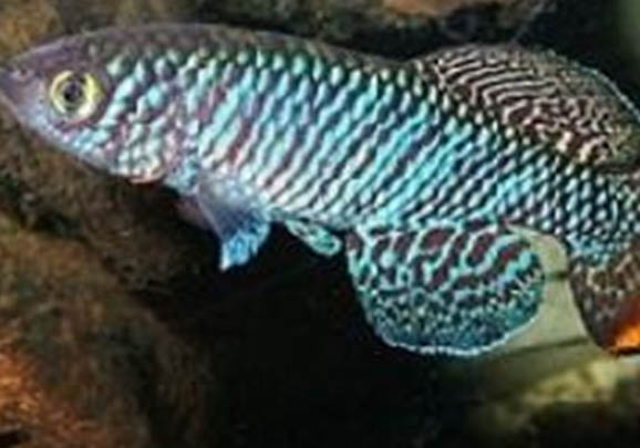 中國斗魚和泰國斗魚可以繁殖后代嗎
