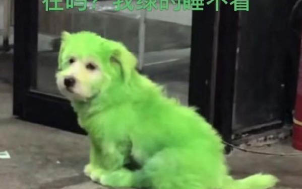 小狗得了細小感冒了怎么辦