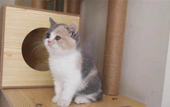 小貓感冒了怎么辦