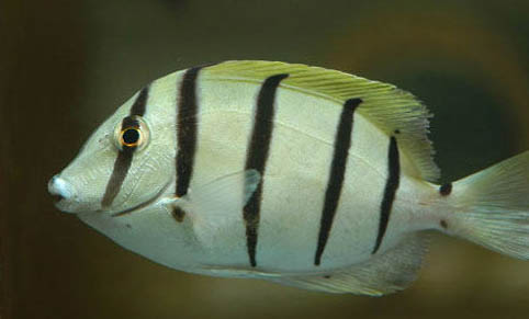 海龍科海水魚飼養方法