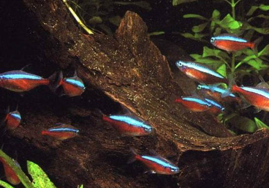 淡水熱帶魚可以放鹽嗎