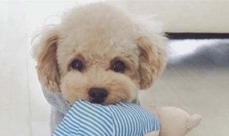 狗狗吃骨頭不消化嘔吐怎么辦