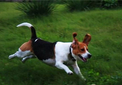 比格犬為什么被禁養