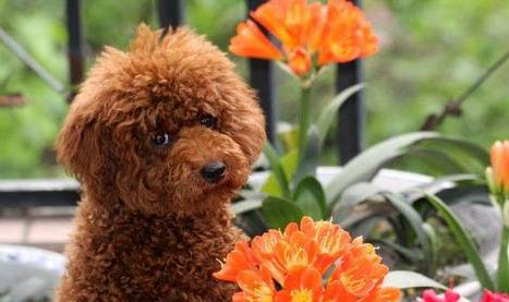 貴賓犬懷孕多久會(huì)生?