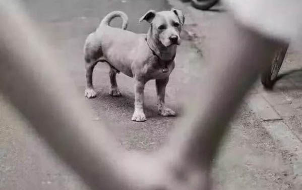 預防狗狗空調病