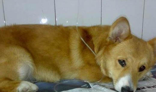 怎么看柯基犬純不純