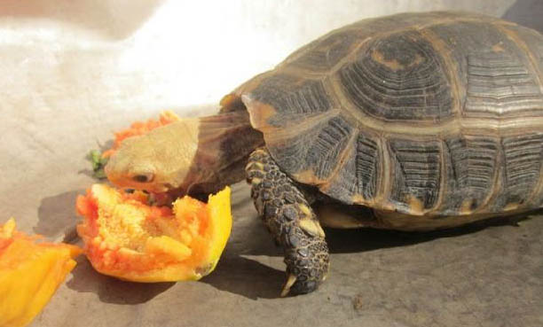 寵物龜夏季注意事項