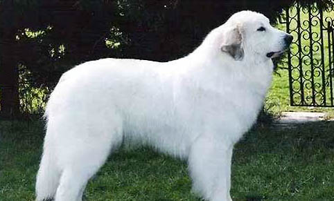 大白熊犬智商排名第幾