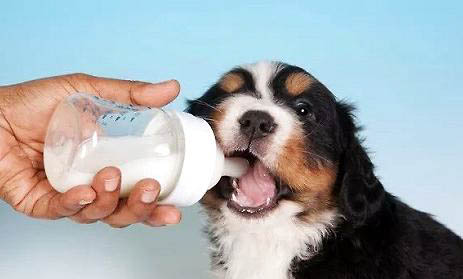 純種藏獒幼犬價格 出售500元