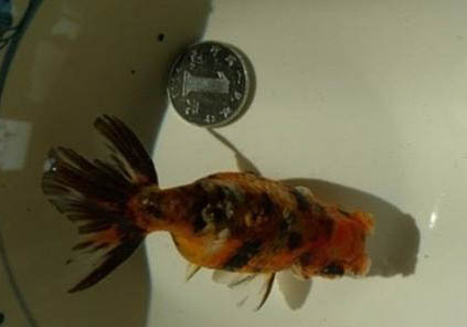 什么龜可以和魚(yú)一起養(yǎng)?