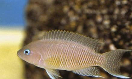 新手怎樣養青龍魚