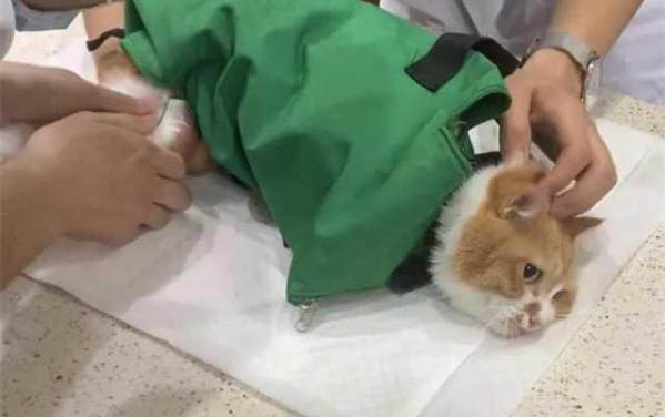 貓咪為什么晚上喜歡跑樓頂呢