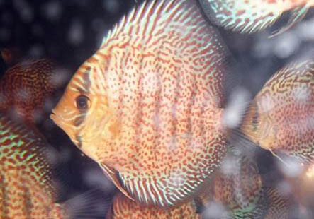 八彩神仙魚(yú)發(fā)黑怎么辦