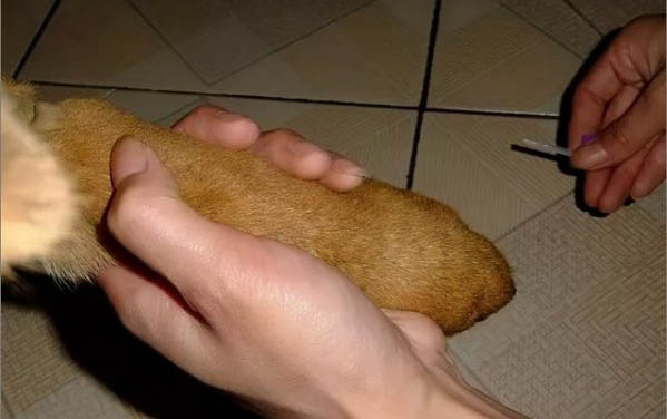 為什么狗狗鼻子比人好養
