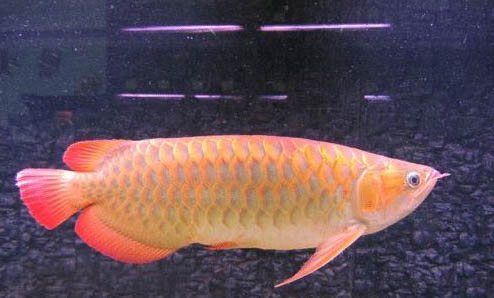 龍魚發色的若干問題