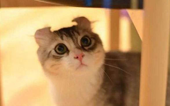 貓一般懷孕幾個月生