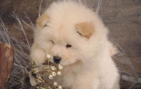 熊獅犬和松獅犬一樣嗎