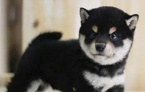 日本柴犬的特點
