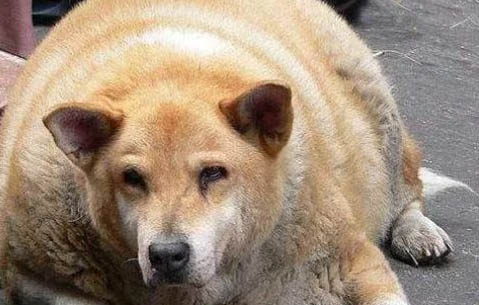 狗狗羊水破了多久生