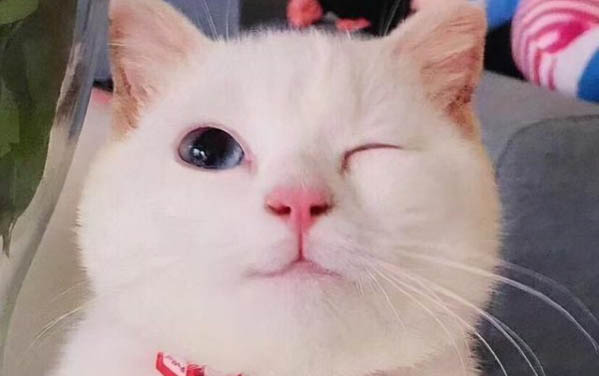 小貓睡醒了連續打噴嚏