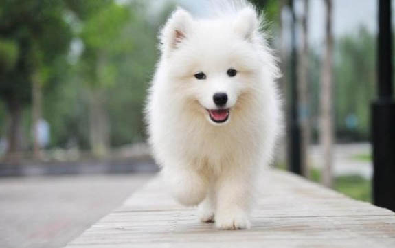 犬瘟一般多久會死