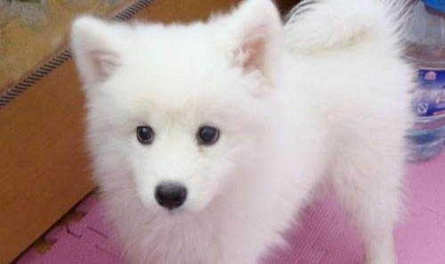 銀狐犬和薩摩耶的區(qū)別?