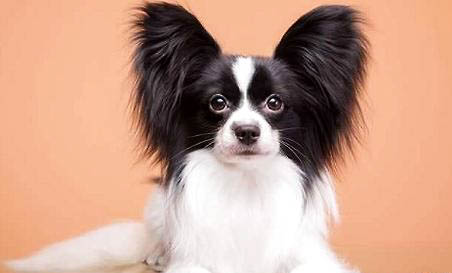 蝴蝶犬真菌感染的原因