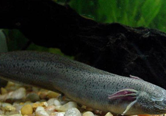 最好的埃及神仙魚飼料