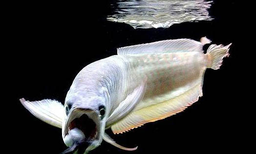 長期釣魚的男人性功能