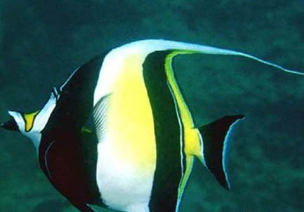 青鳉魚可以和什么魚一起養(yǎng)