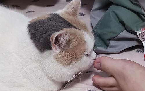 貓可以吃葡萄嗎
