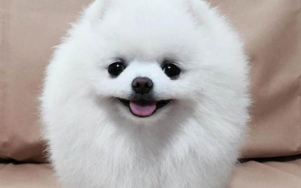 狗狗來了大姨媽可以洗澡嗎