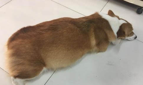 柯基和柴犬哪個好養(yǎng)?