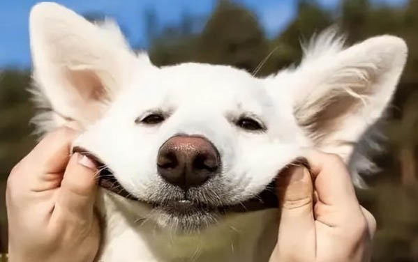 狗狗牙齦瘤和增生該如何判別
