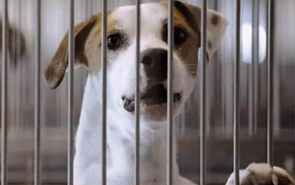 巴吉度犬是哪個國家犬