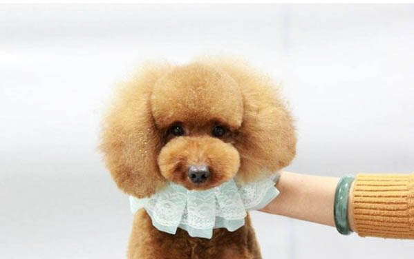 狗狗鈣片哪個牌子好
