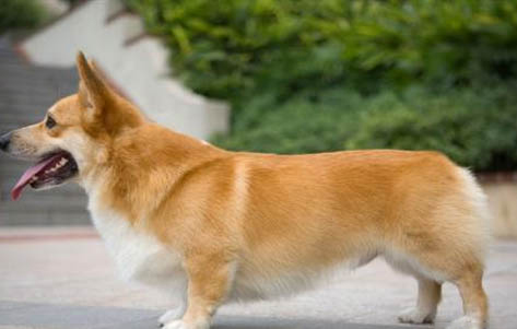 柯基和柴犬哪個好養(yǎng)