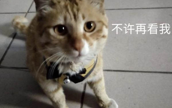 貓咪去世了怎么處理比較好