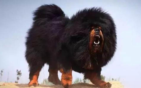 柴犬可以在東北室外養(yǎng)嗎