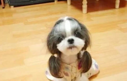 老年西施犬臨死什么癥狀
