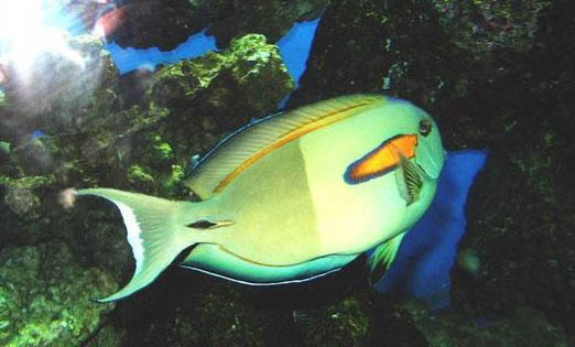 金魚突然身體變黑