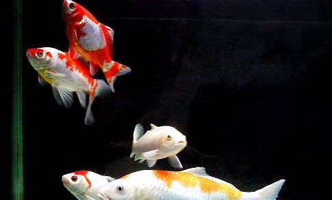 錦鯉魚可以和什么魚一起養