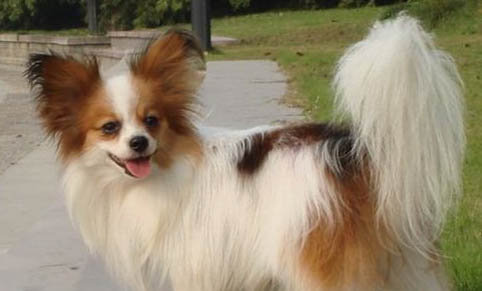 蝴蝶犬優缺點分析