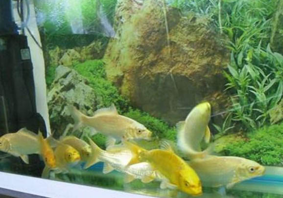 魚缸養錦鯉水渾怎么辦