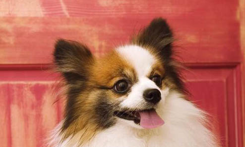 怎么判斷蝴蝶犬是不是難產(chǎn)